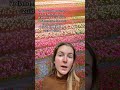 Want To Visit Blooming Dutch Tulip Fields In The Netherlands This Is What You Need To Know