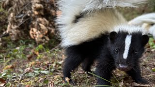 Skunk rehabilitation
