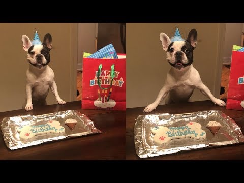 French Bulldog Smiling through Happy Birthday Song...