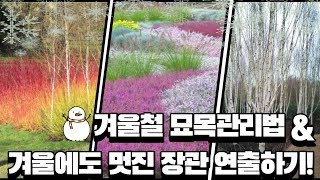 자작나무,말채,에리카로 화려한 겨울 보내기&겨울철 묘목 관리 꿀팁 /Daelim Nusery (Erica,J…