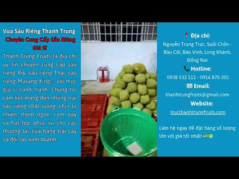 vựa sầu riêng giá sỉ - vựa sầu riêng đồng nai - vựa sầu riêng long khánh - Sầu riêng Thanh Trung.