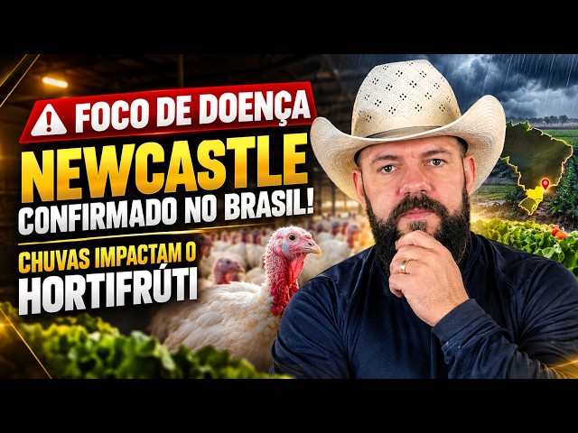 Foco de Doença Newcastle Confirmado no Brasil! Chuvas Impactam o Hortifrúti.