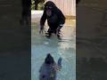 ❤️❤️❤️ #chimp #ape #babyanimals #monkey #animal #cute #swimming #pool