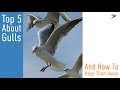 5 Things to Know About Gulls