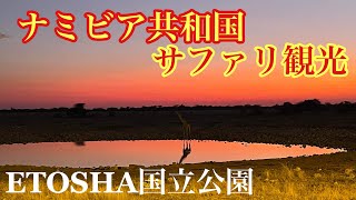 【アフリカ旅行③】ナミビア共和国、ETOSHA国立公園へサファリ観光ゾウのファミリーと