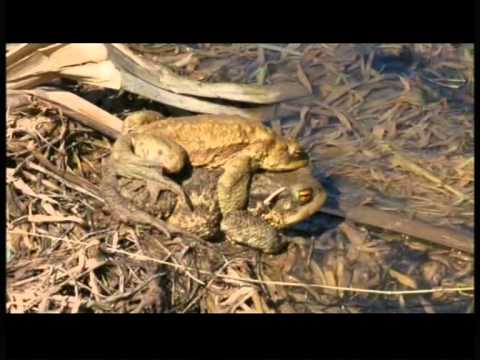 Interventi di Tiziano Fiorenza e Suan Selenati - SentieriNatura 2011 - 09