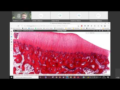 14 Istologia Cartilagine parte II e osso parte I