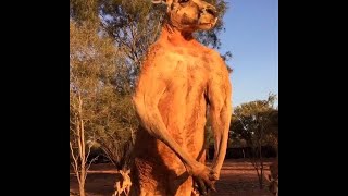animales  el canguro muestra sus musculos