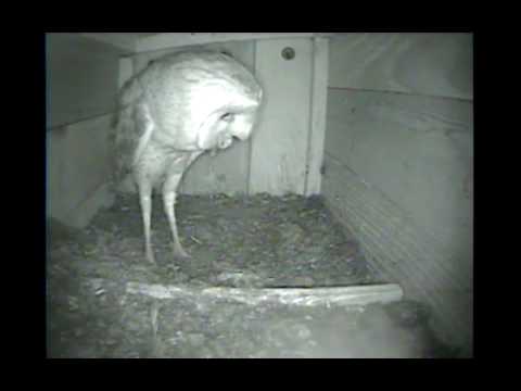5.20.2010 Cornell BNOW nestcam