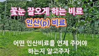 꽃눈 잘오게 하는 인산(p)비료 알고주자/ 언제 어떤 인산비료를 줄것인지 알아보기