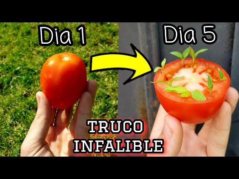 , title : '🍅 CIENTOS de TOMATERAS en 5 DÍAS ! Germinar TOMATES del SUPERMERCADO (Sembrar y plantar tomates)'