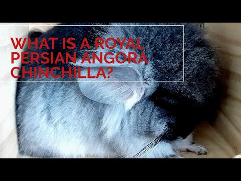 What is a Royal Persian Angora chinchilla?