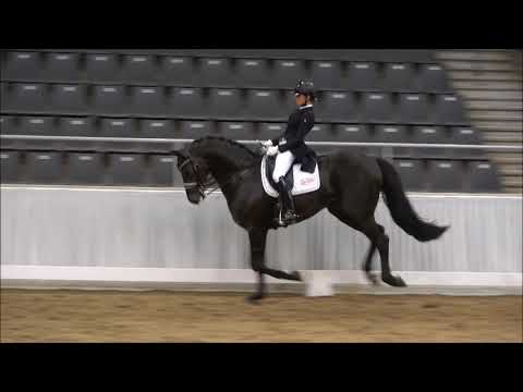 BERNAY - Hengst v. Boston / Lord Loxley - Anerkennung Verden 5/2018