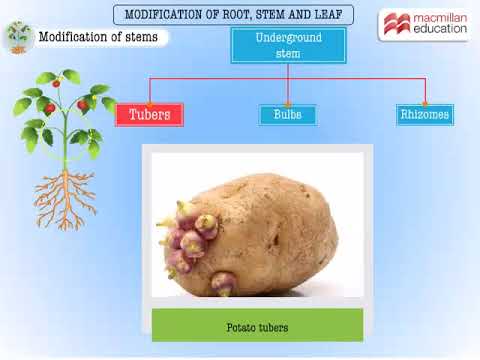 Modification of root, stem and leaf | Macmillan Education India