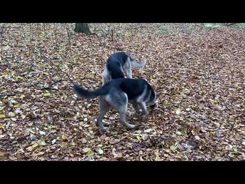 Східно-європейська вівчарка   ВОСТОЧНОЕВРОПЕЙСКАЯ ОВЧАРКА / Вязка собаки / East European Shepherd