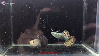 Cùng so sánh sắc đẹp của cá 7 màu rồng đỏ Thái - Trung - Việt, theo bạn rồng quốc gia nào đẹp nhất ?