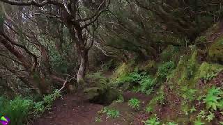 Download lagu Jungle sound with Japanese flute music - Suara alam dengan iringan musik seruling jepang mp3 Download lagu Jungle sound with Japanese flute music - Suara alam dengan iringan musik seruling jepang mp3