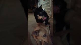 Download lagu ada musik kita joget :v #anjing #kawin mp3