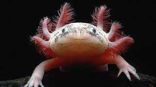 Class Amphibia Part 1: General Characteristics and Development