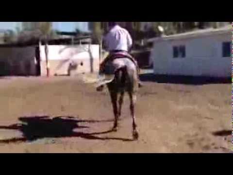 Caballo Fandango CVIII