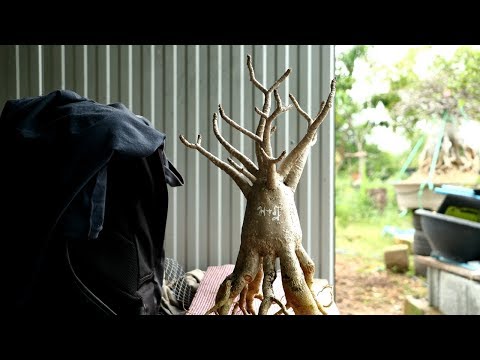 Как увеличит член народний методом สมาชิกสถาบันเพิ่ม