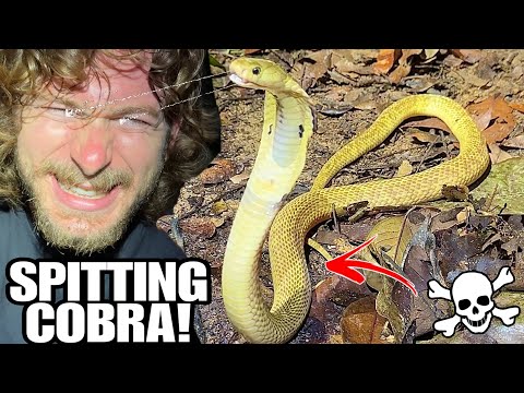 WILD Golden Spitting Cobra!!