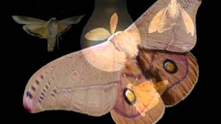 First Light / Moths Martin Barre