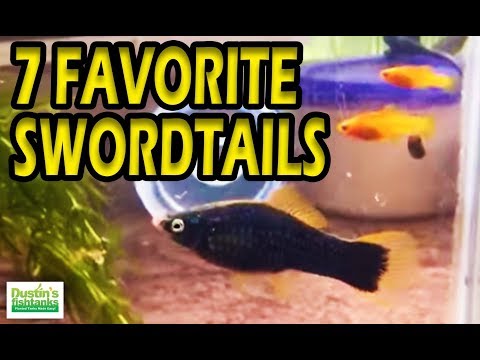 My FAVORITE AQUARIUM FISH, 7 TYPES of Platies Swordtail Fish. Loving my Livebearers