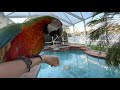 3 Things You Must Know Before Getting A Macaw Parrot