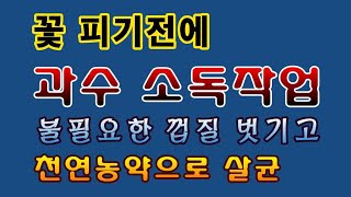 [텃밭농부.927]  과일나무 껍질에 소독작업 #과수재배#귀농귀촌