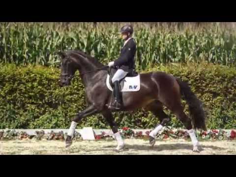 44 Lafita Laila  Stute v. Lemony`s Nicket - De Niro