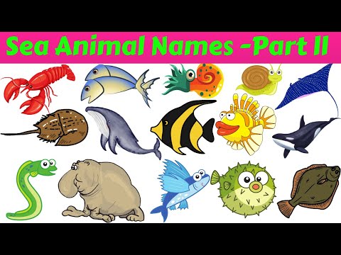Sea Animals Collection | E to O Sea Animal Names |Sea Animals Pictures And Videos |