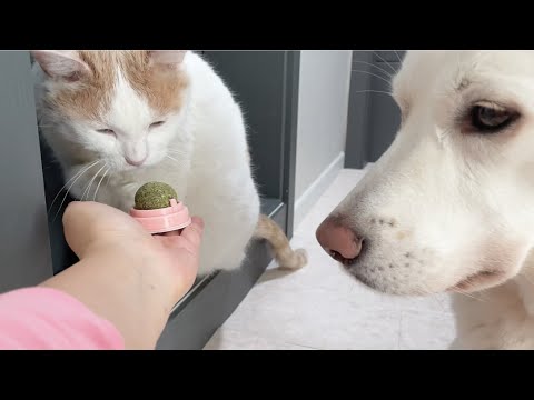 구조한 고양이에게 처음으로 캣닢 줘봤더니 강아지가 .... ㅣ 진돗개