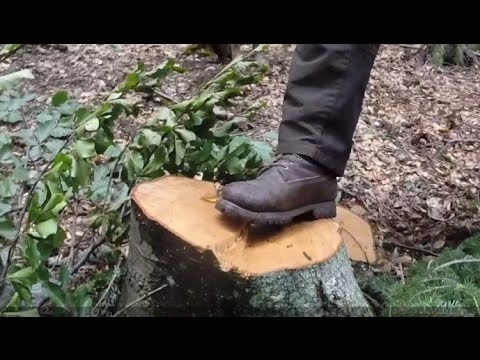 Peisajul Forestier Intact Retezat–Godeanu–Țarcu