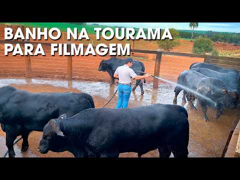 CONDUÇÃO PARA CURRAL E BANHO NA TOURAMA  BRANGUS A SER FILMADA