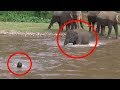 7 Times ANIMALS SAVING HUMANS Caught On Camera