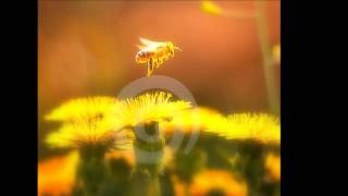 Never Can Say Goodbye  Gerald Albright