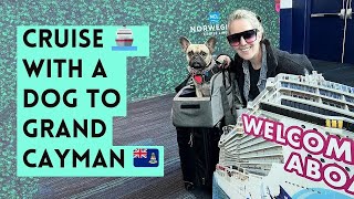 Cruising to Grand Cayman with Your Dog? Must-Know Rules! 🇰🇾 (Part 3)