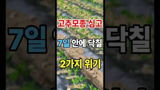 고추 심고 일주일, 당신의 땅속에선 이런 일이 벌어집니다. #고추농사 #고추재배 #고추모종