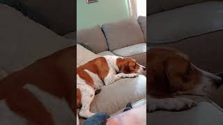 Download lagu #puppy watching kano mp3