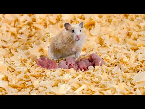 Cute Mom Hamster Gives Birth To Many Babies