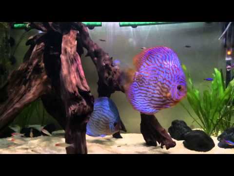Discus aquarium LED shimmering