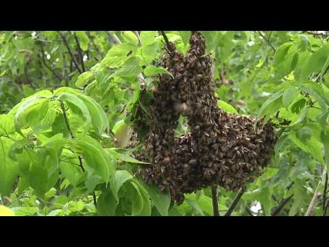 Where Is The Queen In A Swarm? HD