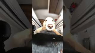 飼い犬（ゴールデンレトリバー）に襲われたいドMな方向け動画