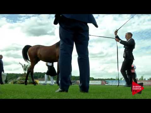 N.42 YAS BHM - Chantilly 2017 World Cup - Yearling Colts (Class 6B)