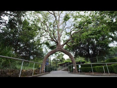The Circus Trees of Gilroy Gardens