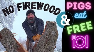 Alaska Homestead Life ALASKANS FEED LIVESTOCK FOR FREE..then...RUN OUT OF FIREWOOD