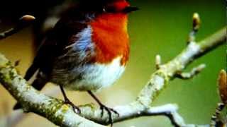 OLIVIA NEWTON-JOHN IF NOT FOR YOU