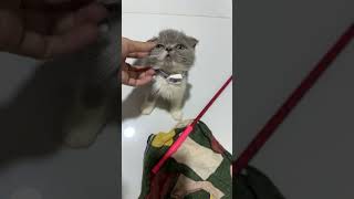 Download lagu Can You Guess What I’m Trying to Catch? 🐱🪶 mp3