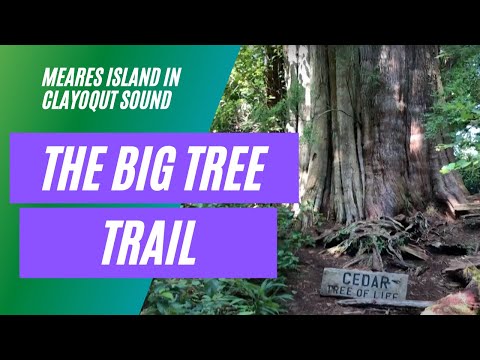 The Big Tree Trail On Meares Island In Clayoquot Sound